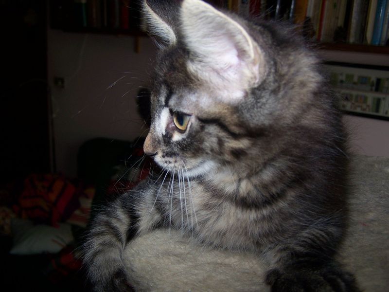 Gatto Norvegese - cuccioli