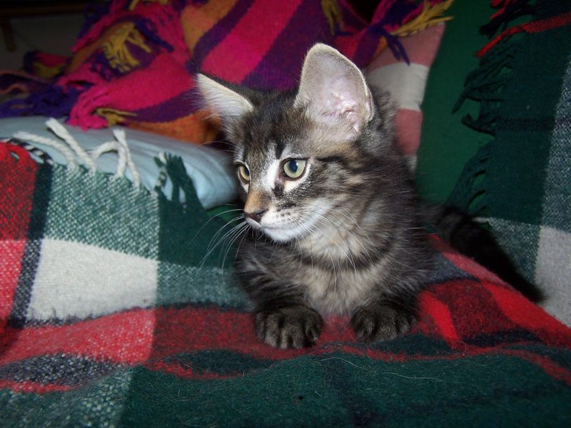 Gatto Norvegese - cuccioli