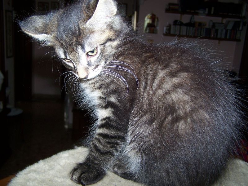 Gatto Norvegese - cuccioli
