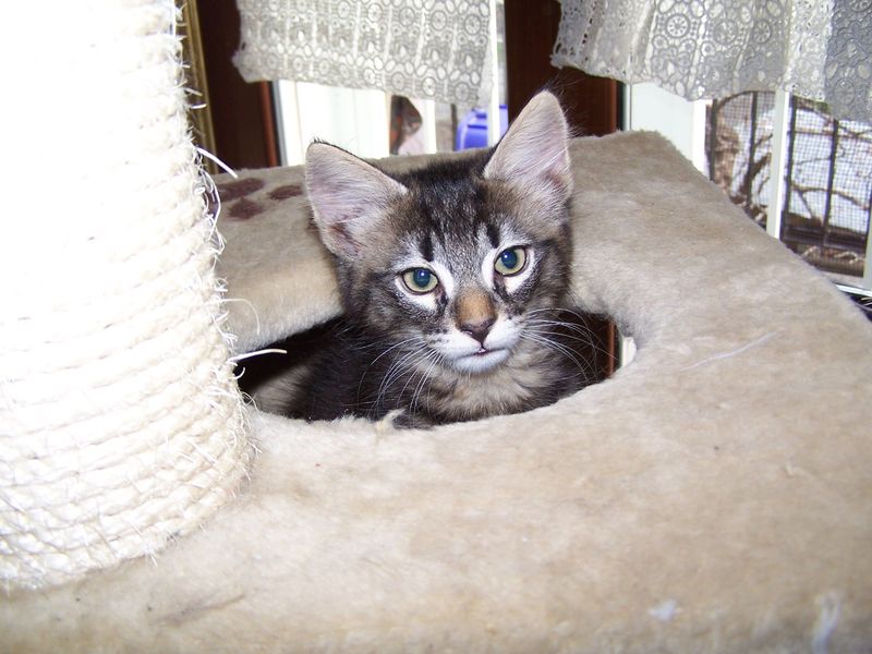 Gatto Norvegese - cuccioli