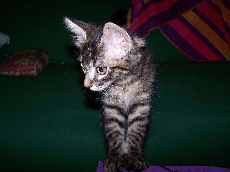 Gatto Norvegese - cuccioli