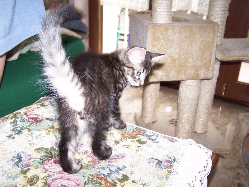 Gatto Norvegese - cuccioli