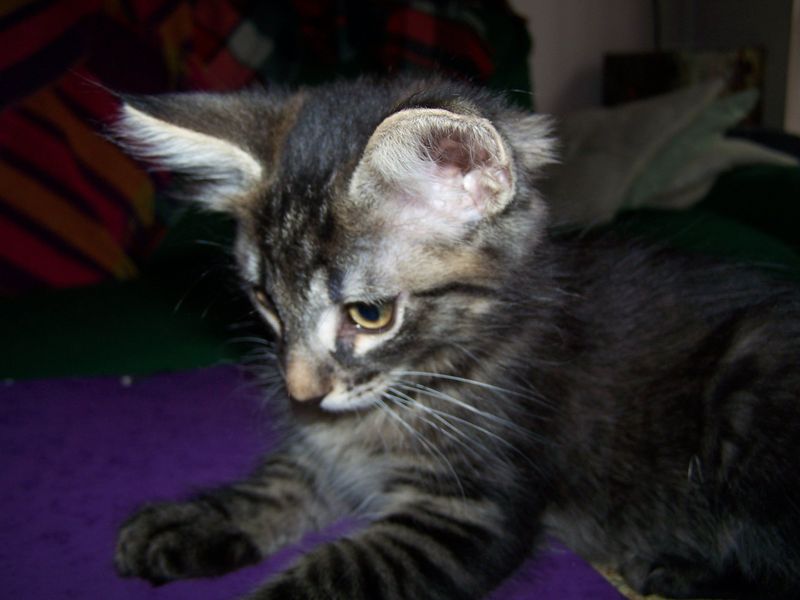 Gatto Norvegese - cuccioli