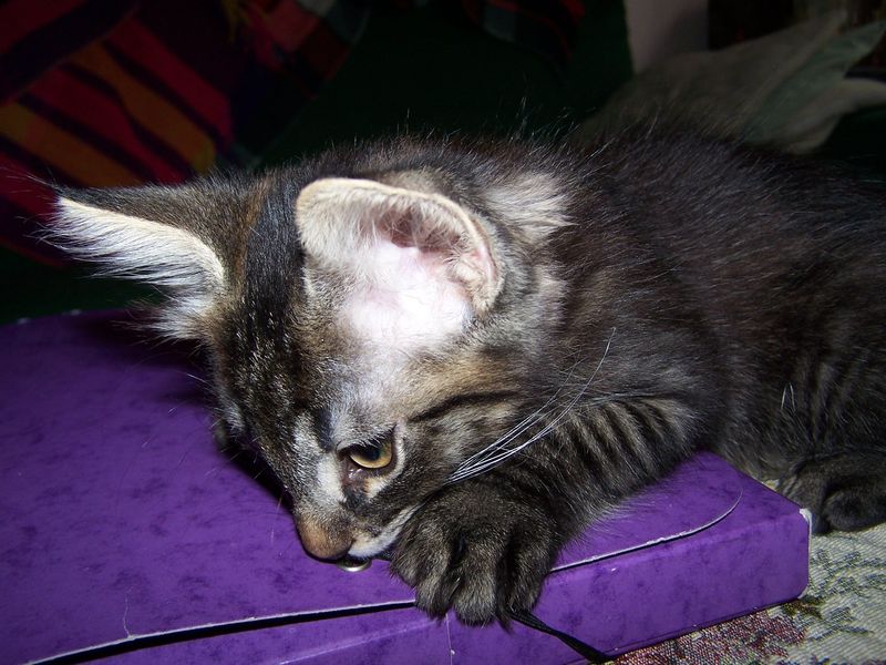 Gatto Norvegese - cuccioli