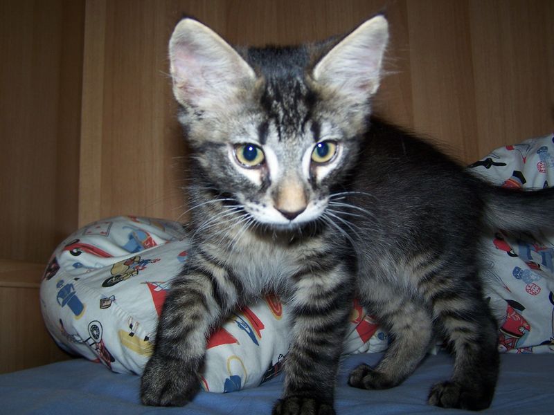 Gatto Norvegese - cuccioli
