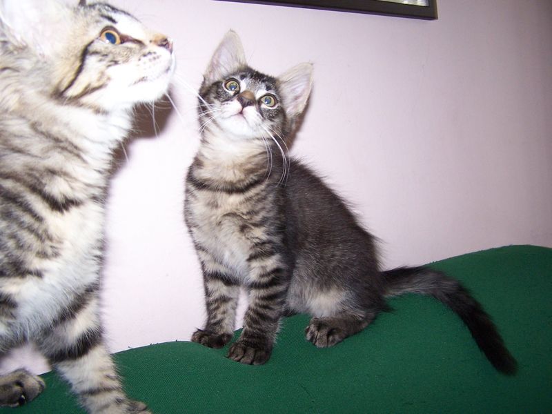 Gatto Norvegese - cuccioli