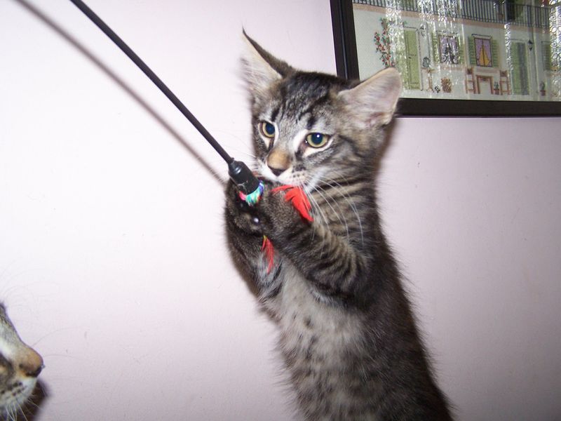 Gatto Norvegese - cuccioli