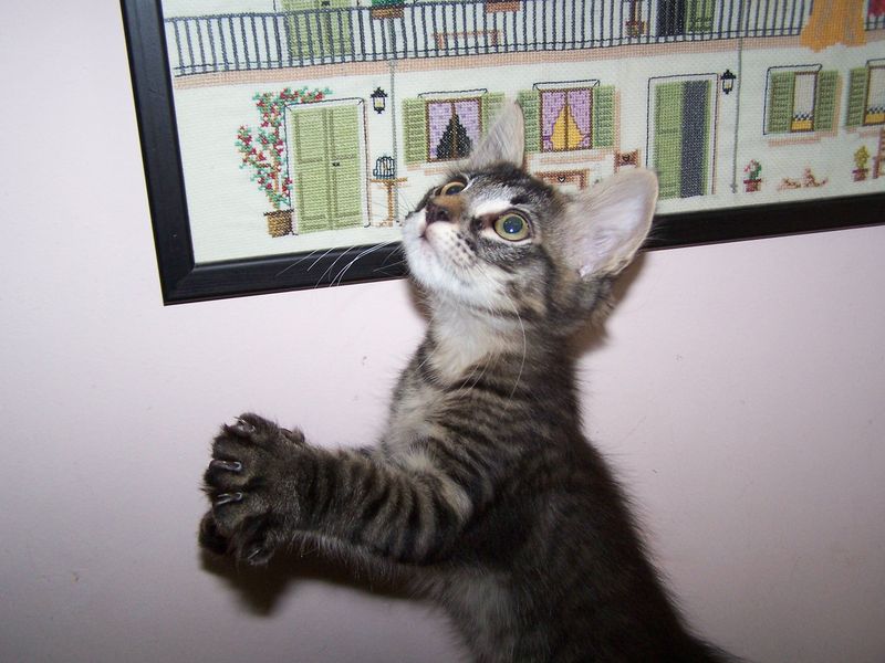 Gatto Norvegese - cuccioli