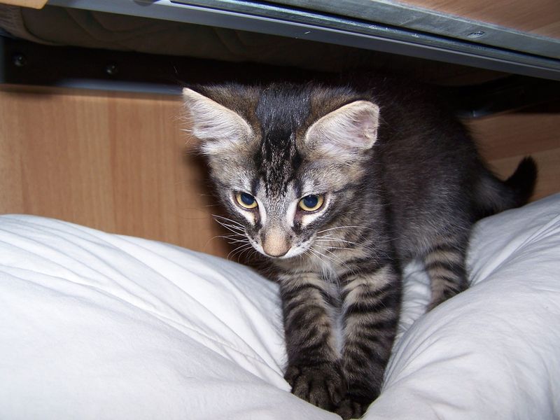 Gatto Norvegese - cuccioli