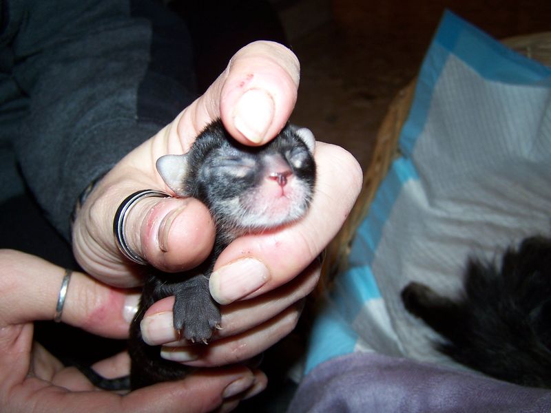 Gatto Norvegese - cuccioli