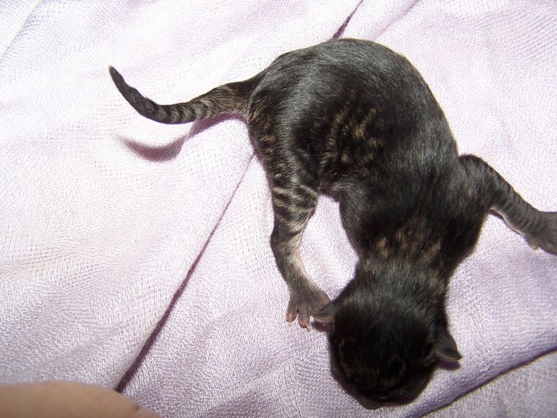 Gatto Norvegese - cuccioli