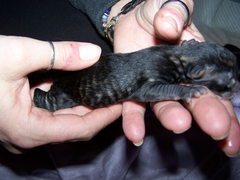 Gatto Norvegese - cuccioli