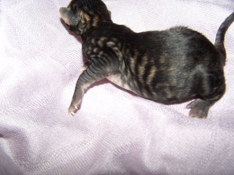 Gatto Norvegese - cuccioli