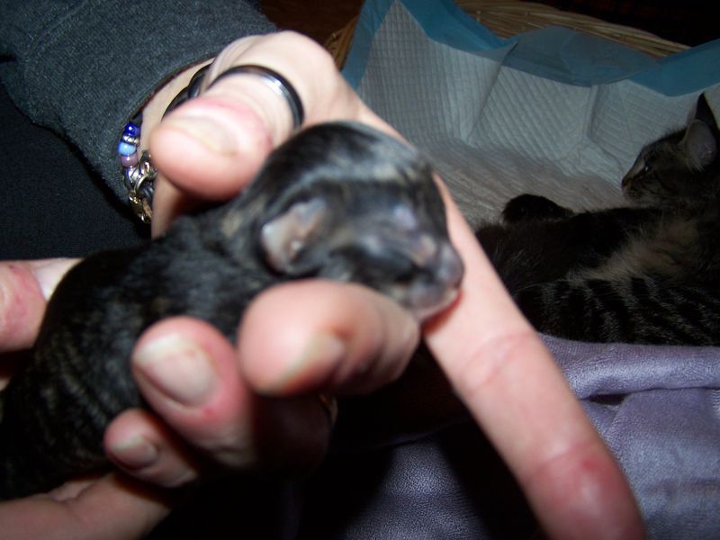 Gatto Norvegese - cuccioli