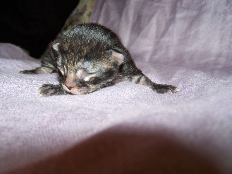 Gatto Norvegese - cuccioli