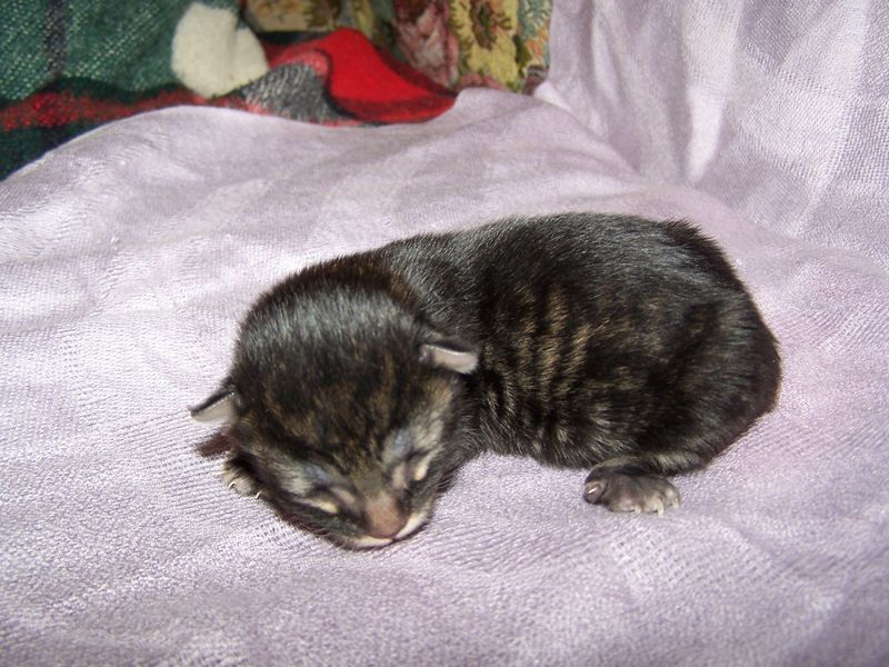 Gatto Norvegese - cuccioli