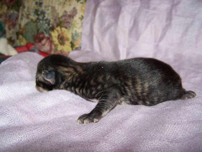 Gatto Norvegese - cuccioli