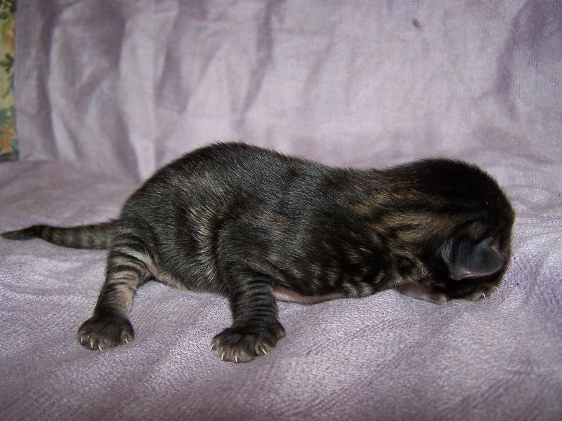 Gatto Norvegese - cuccioli