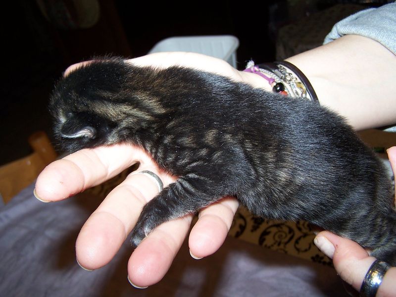 Gatto Norvegese - cuccioli