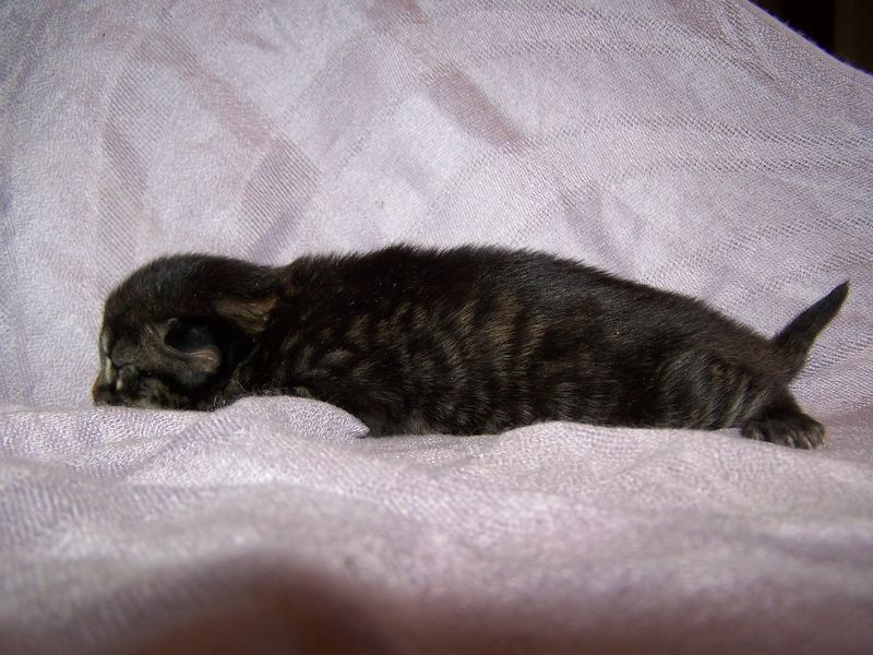 Gatto Norvegese - cuccioli