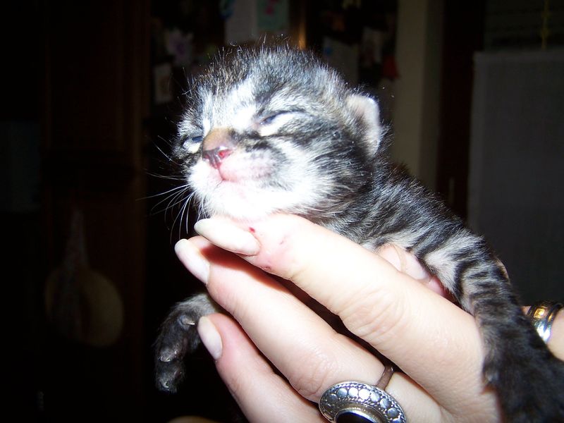 Gatto Norvegese - cuccioli