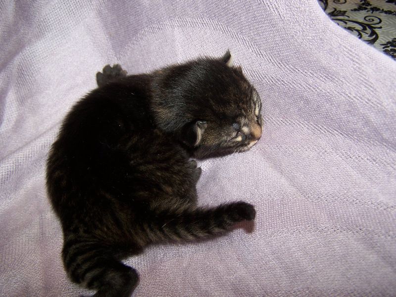 Gatto Norvegese - cuccioli