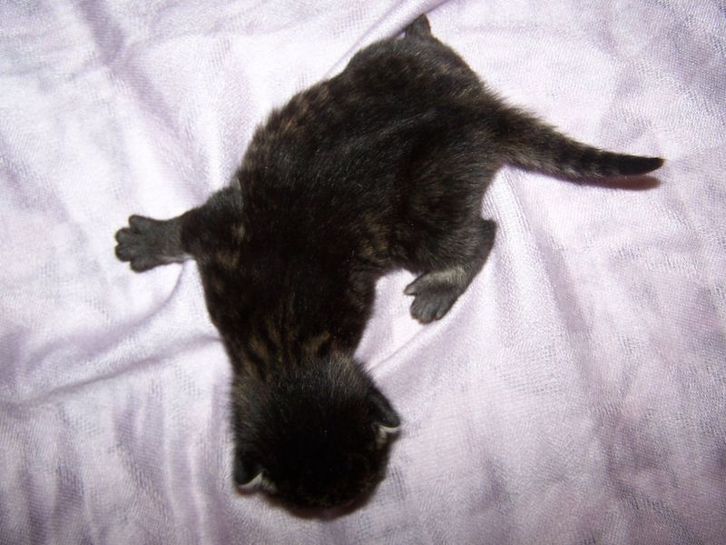 Gatto Norvegese - cuccioli