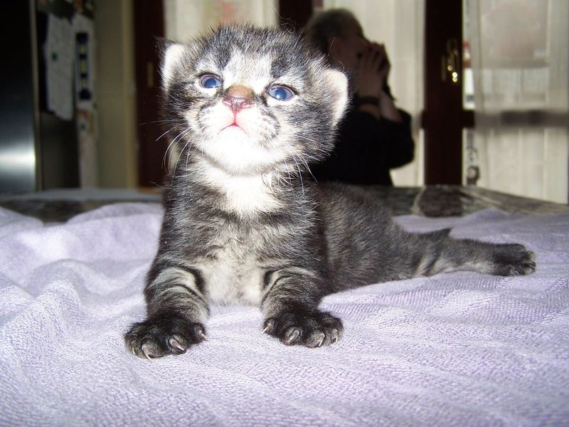 Gatto Norvegese - cuccioli