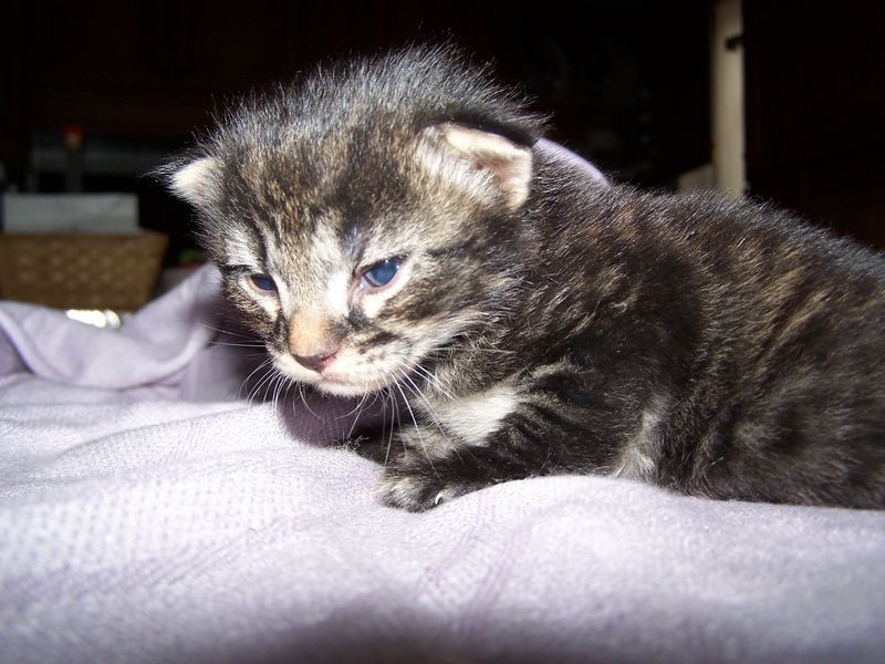 Gatto Norvegese - cuccioli