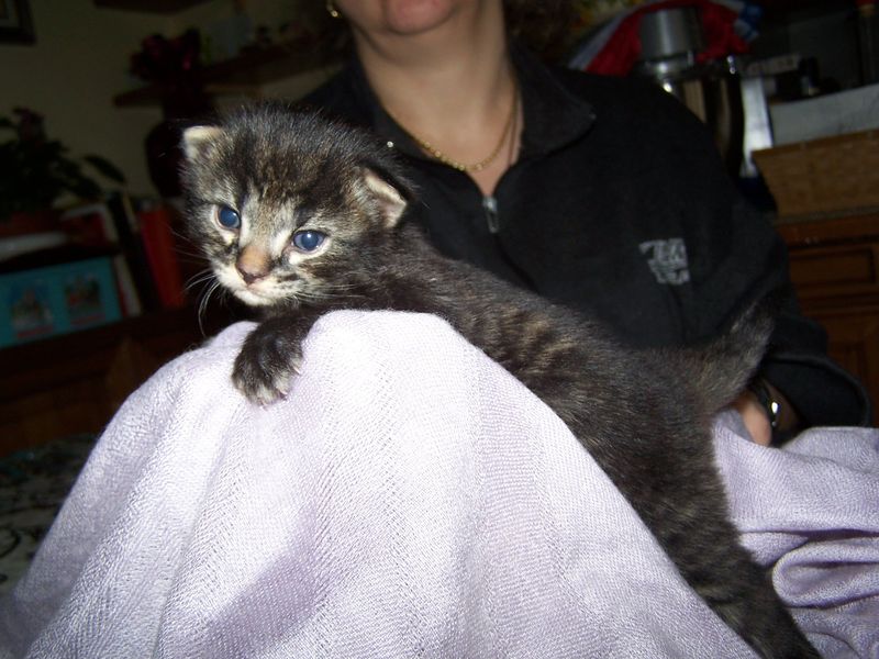 Gatto Norvegese - cuccioli