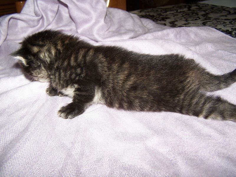 Gatto Norvegese - cuccioli