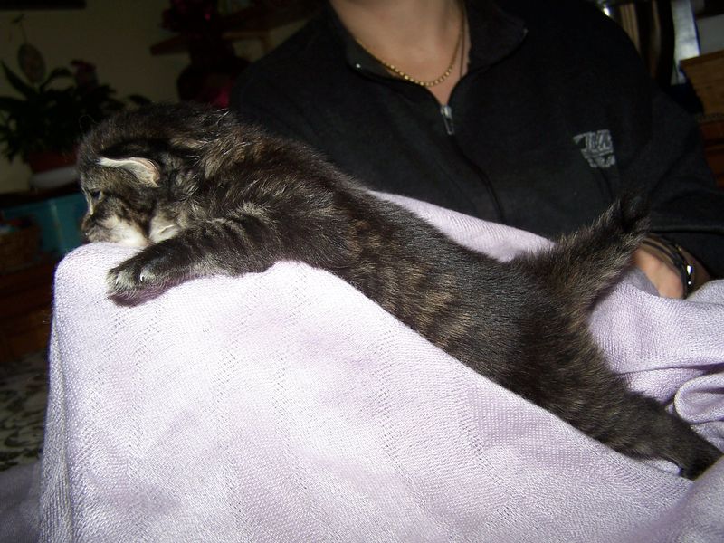 Gatto Norvegese - cuccioli