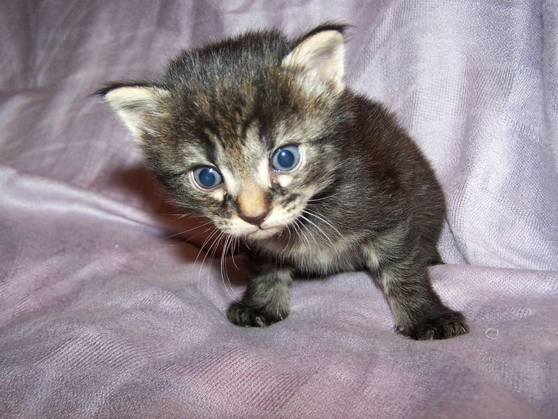 Gatto Norvegese - cuccioli