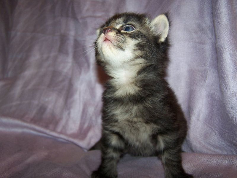 Gatto Norvegese - cuccioli