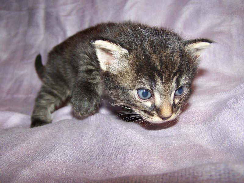 Gatto Norvegese - cuccioli