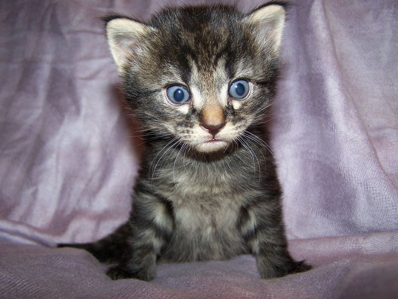 Gatto Norvegese - cuccioli
