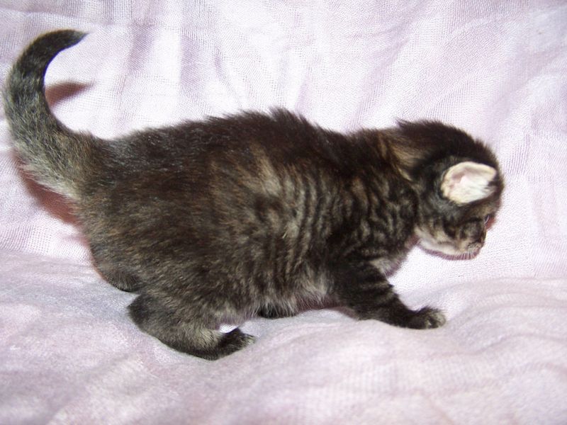 Gatto Norvegese - cuccioli