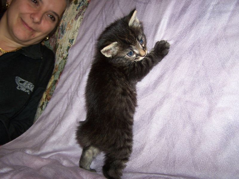 Gatto Norvegese - cuccioli