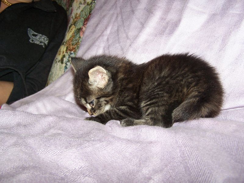 Gatto Norvegese - cuccioli
