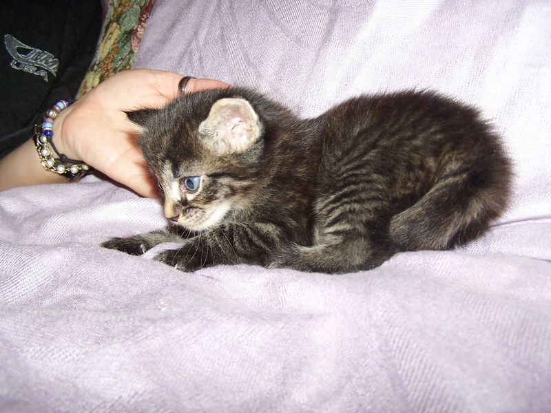 Gatto Norvegese - cuccioli