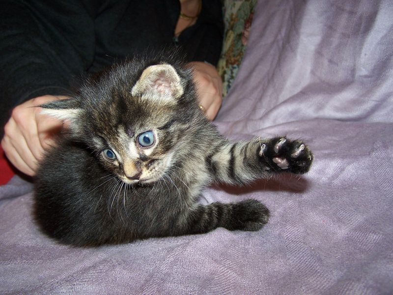 Gatto Norvegese - cuccioli