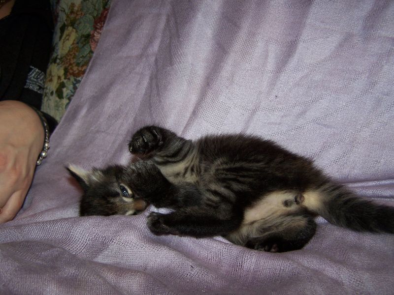 Gatto Norvegese - cuccioli