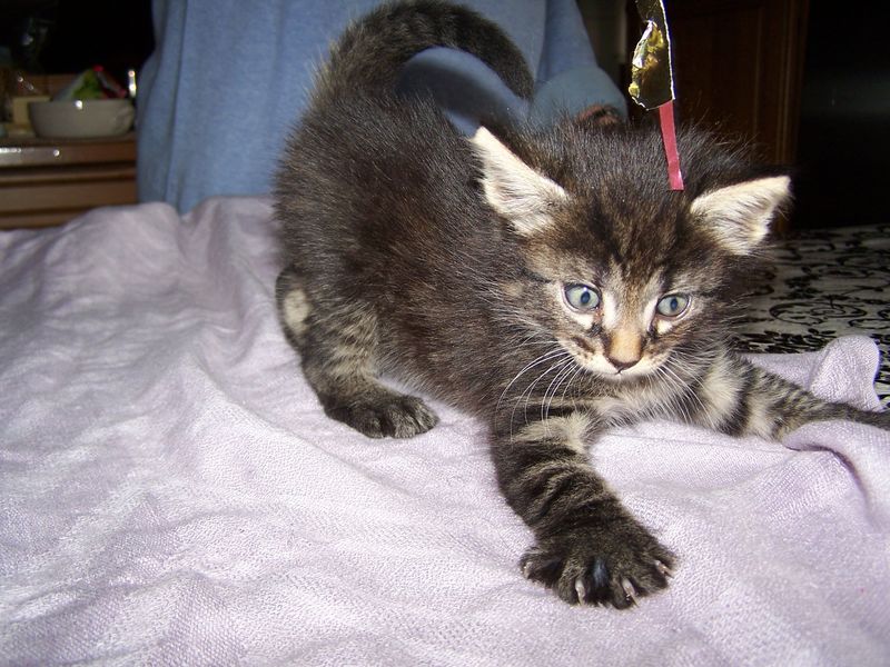 Gatto Norvegese - cuccioli
