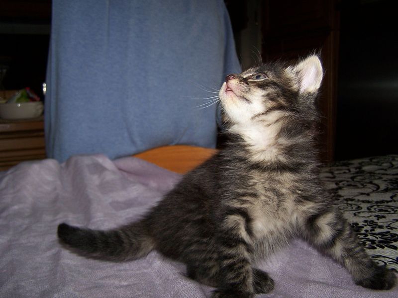 Gatto Norvegese - cuccioli