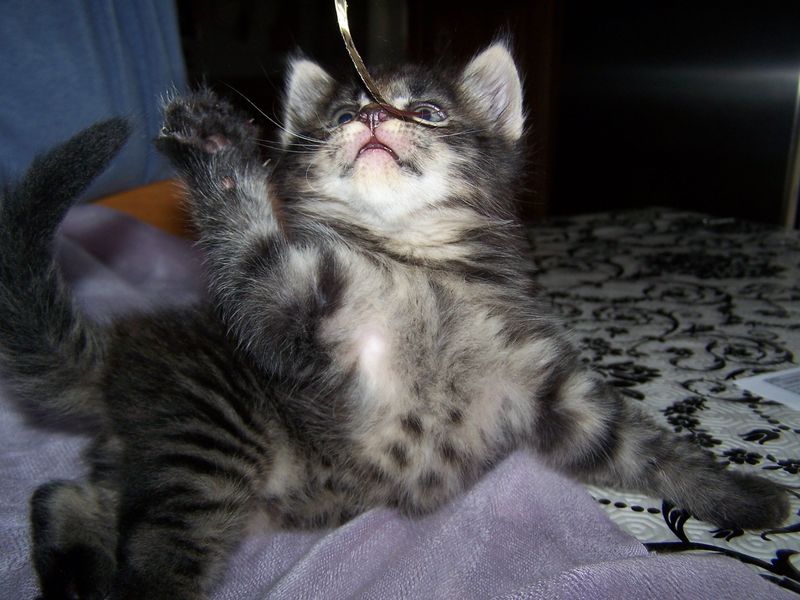 Gatto Norvegese - cuccioli