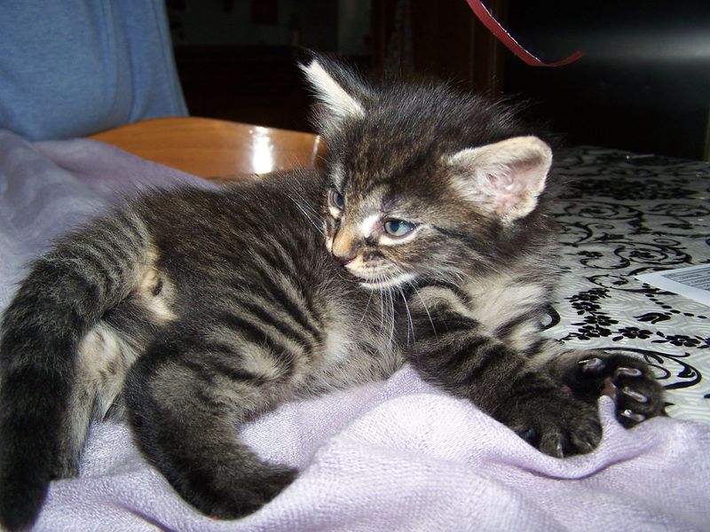 Gatto Norvegese - cuccioli