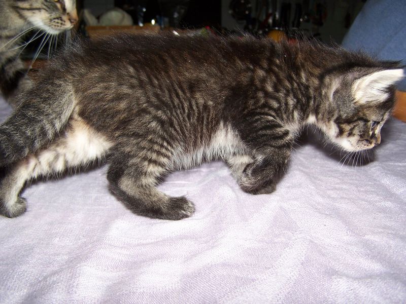 Gatto Norvegese - cuccioli