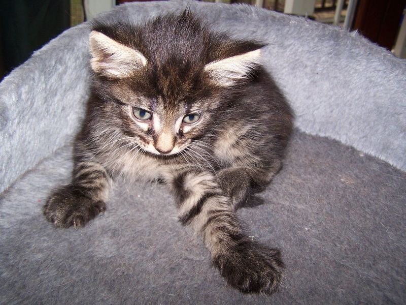 Gatto Norvegese - cuccioli