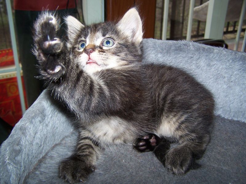 Gatto Norvegese - cuccioli