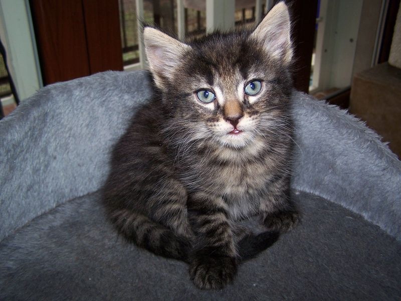 Gatto Norvegese - cuccioli